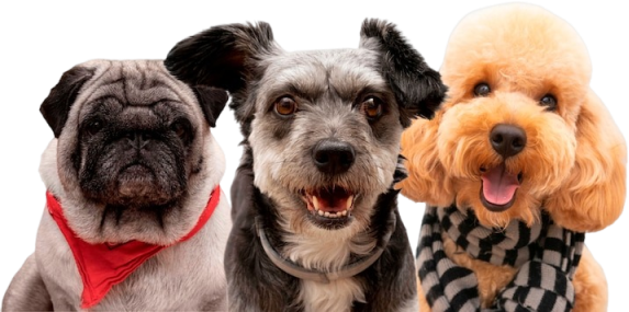 Perritos